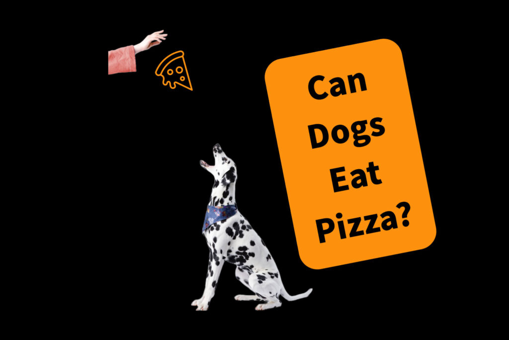featured image of can dogs eat pizza?