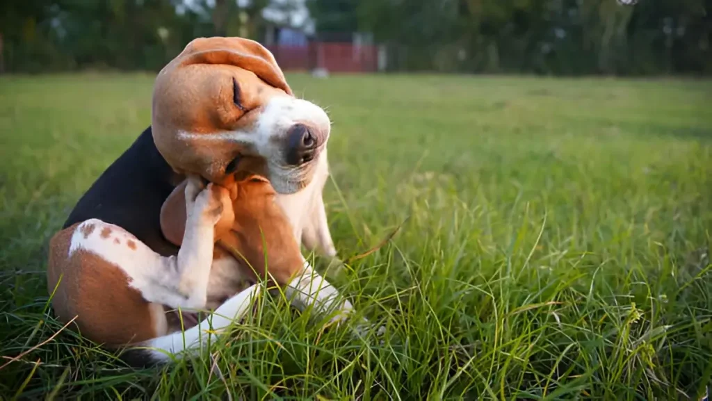 Allergic Reation on dog