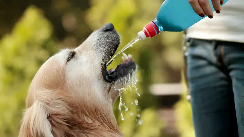 Keep your dog hyderated